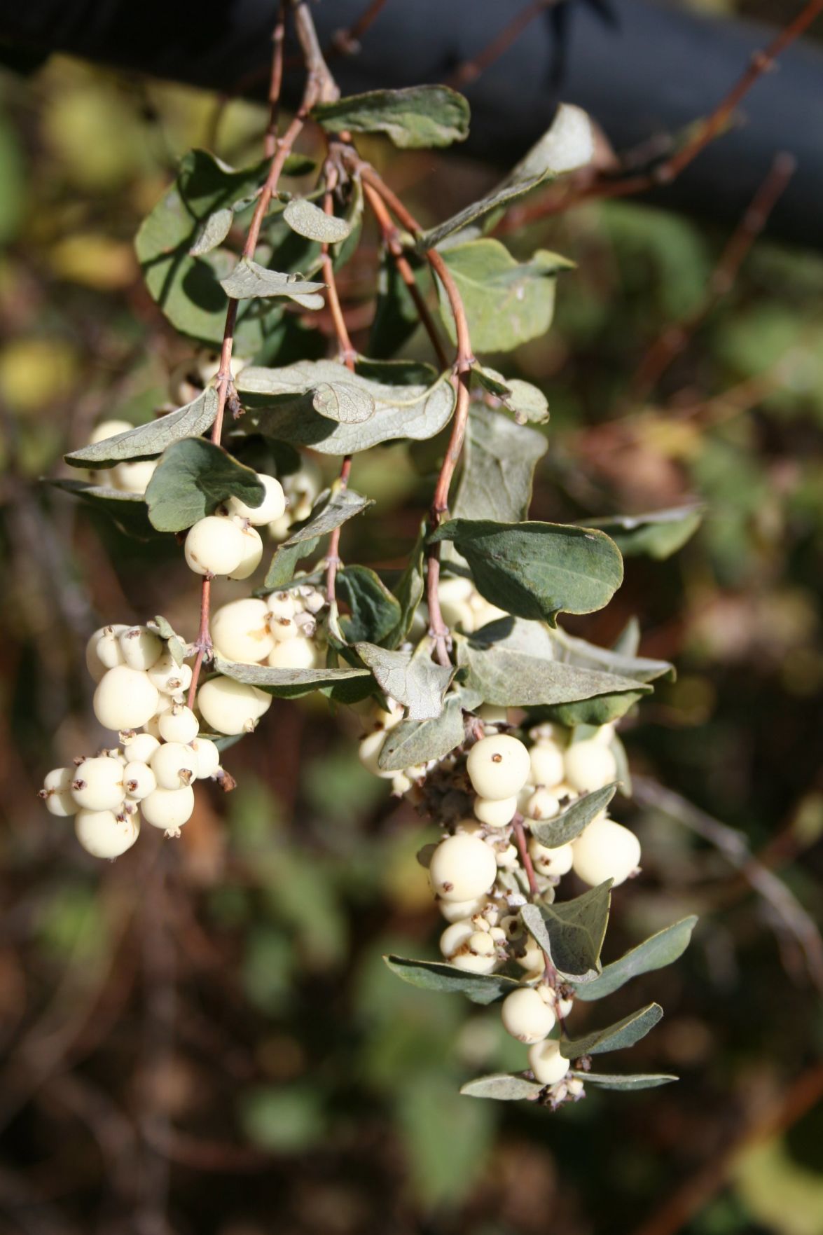 Snowberry